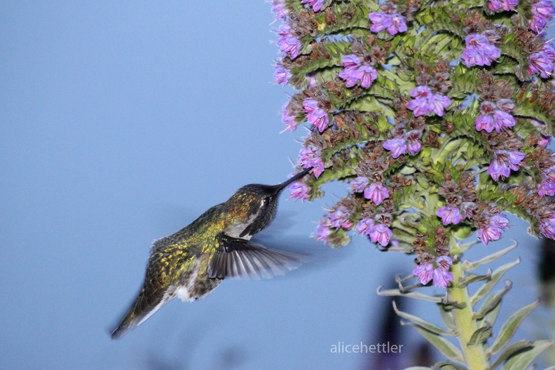 Veilchenkopfelfe (Calypte costae)